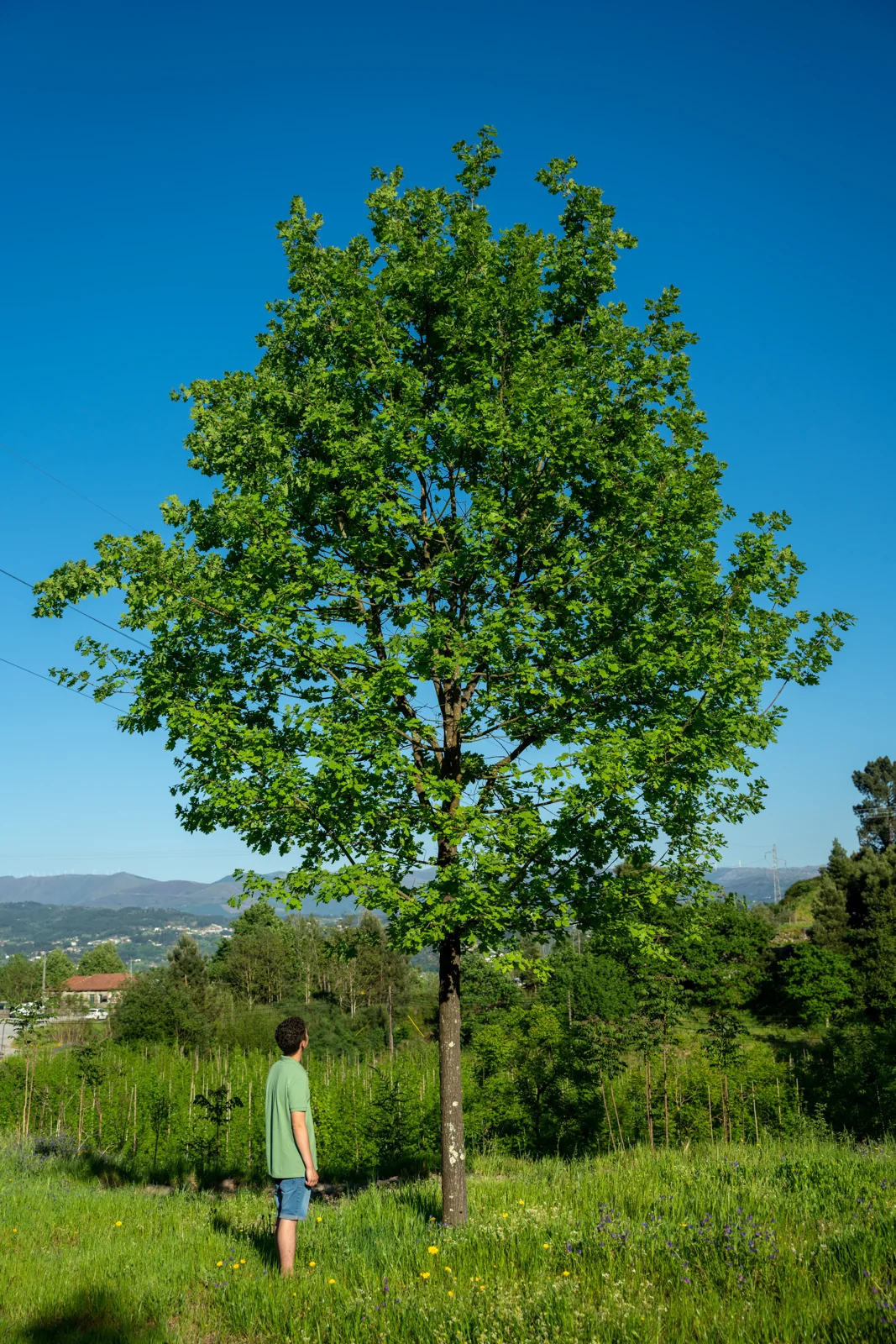 Quercus robur