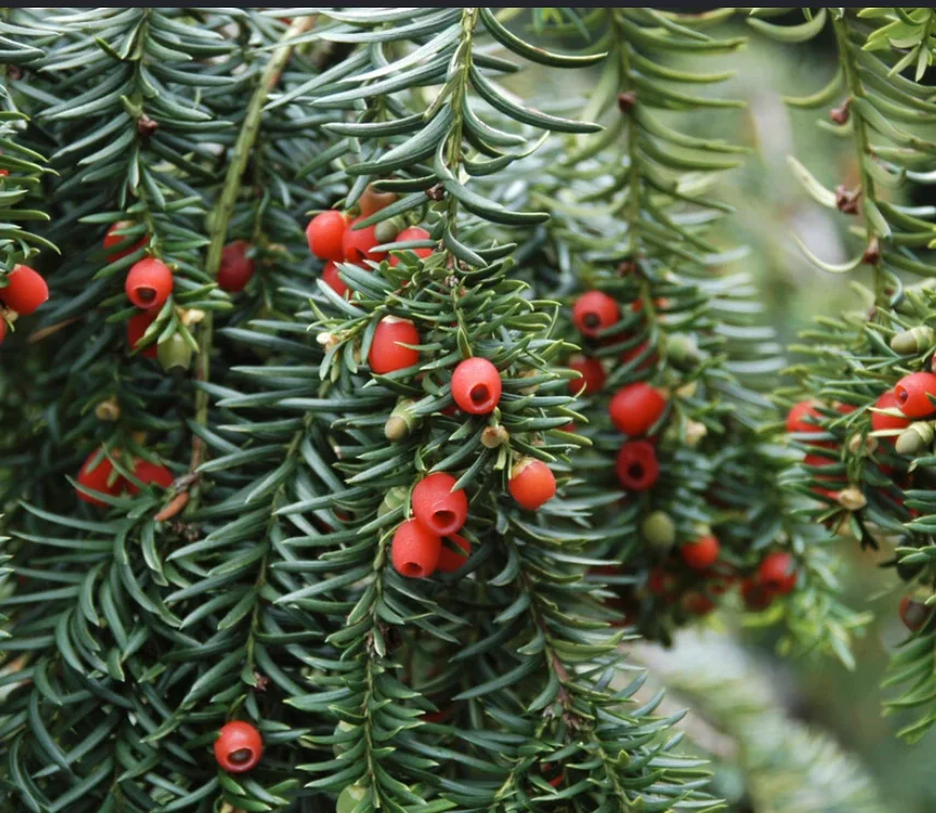 Teixo 'Fastigiata Robusta'